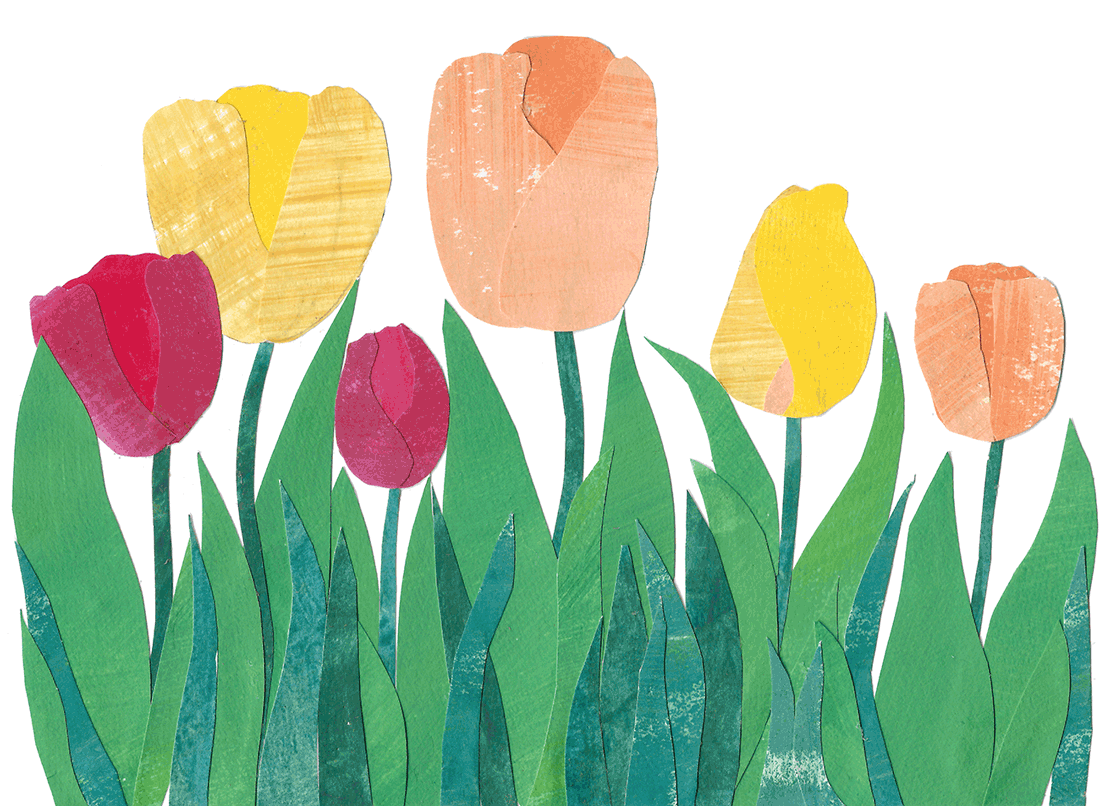 Flower_Tulipans